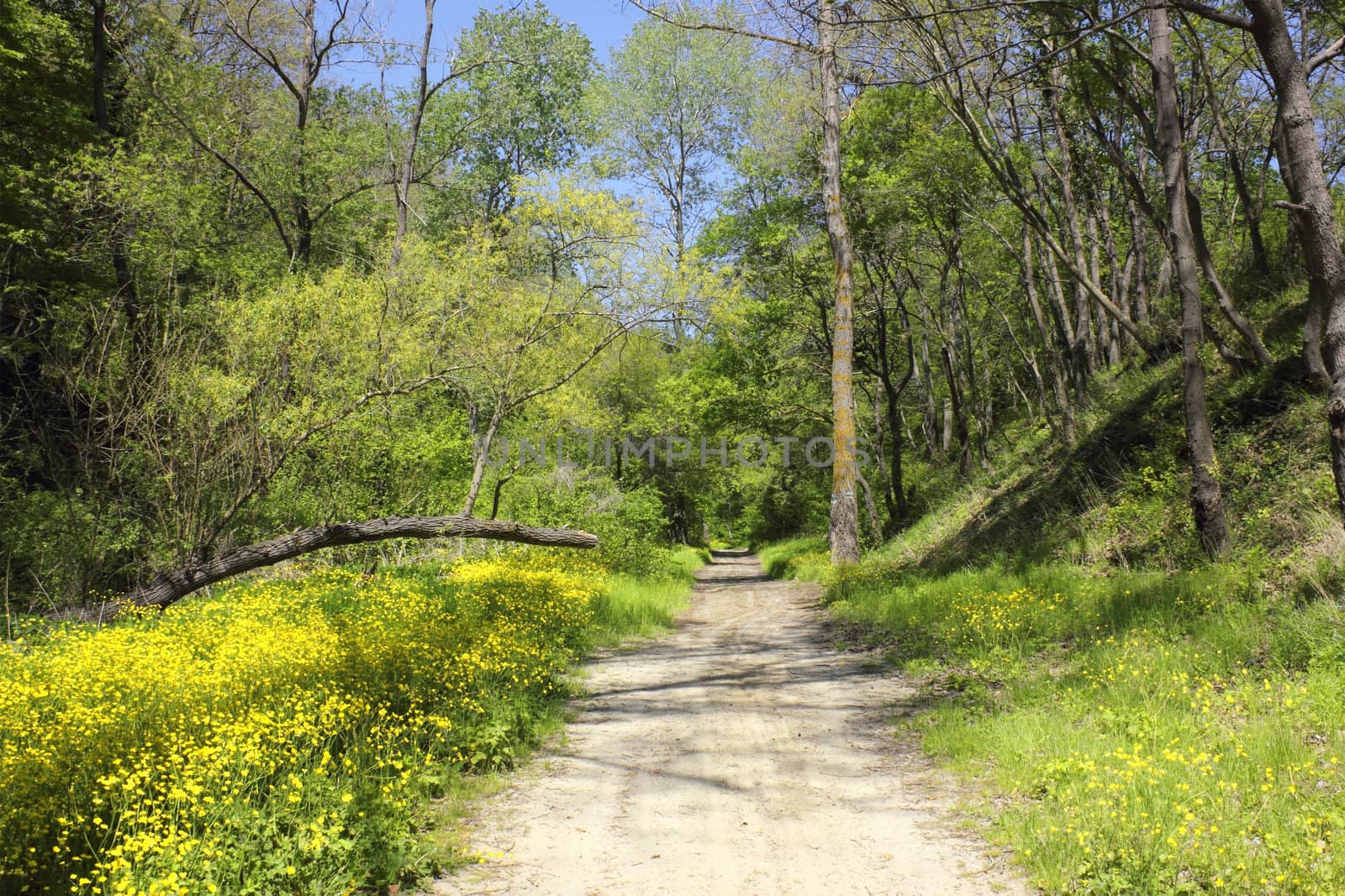 Forest Path with vibrant yellow flowers by kirilart