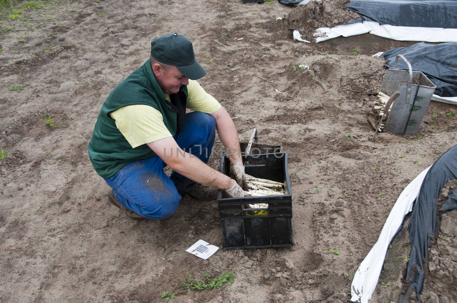 man busy  with harvest asparagus