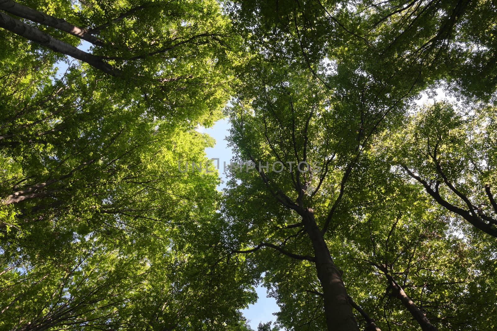 Birch Tree Canopy