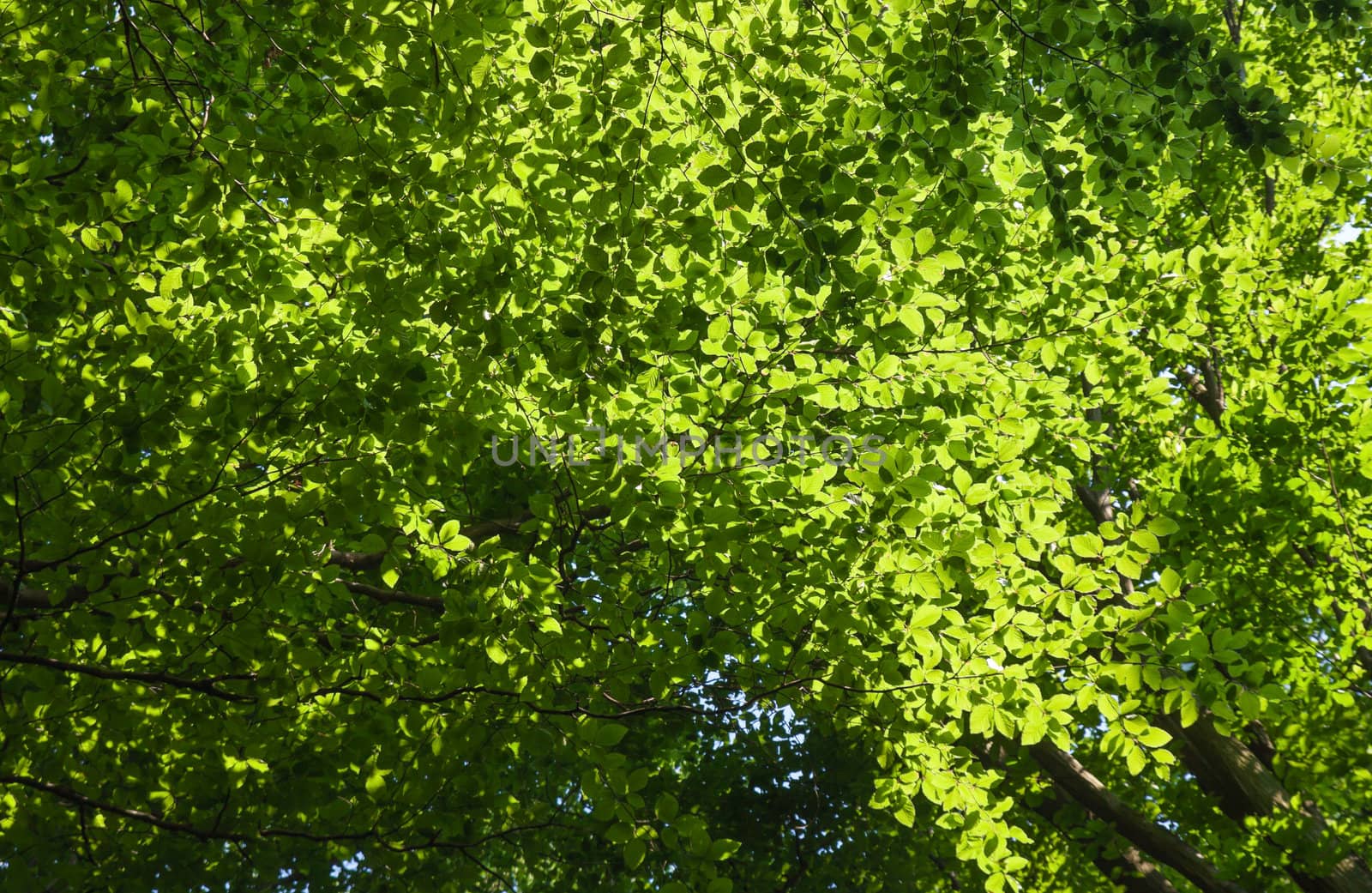 Birch Tree Canopy by vtorous