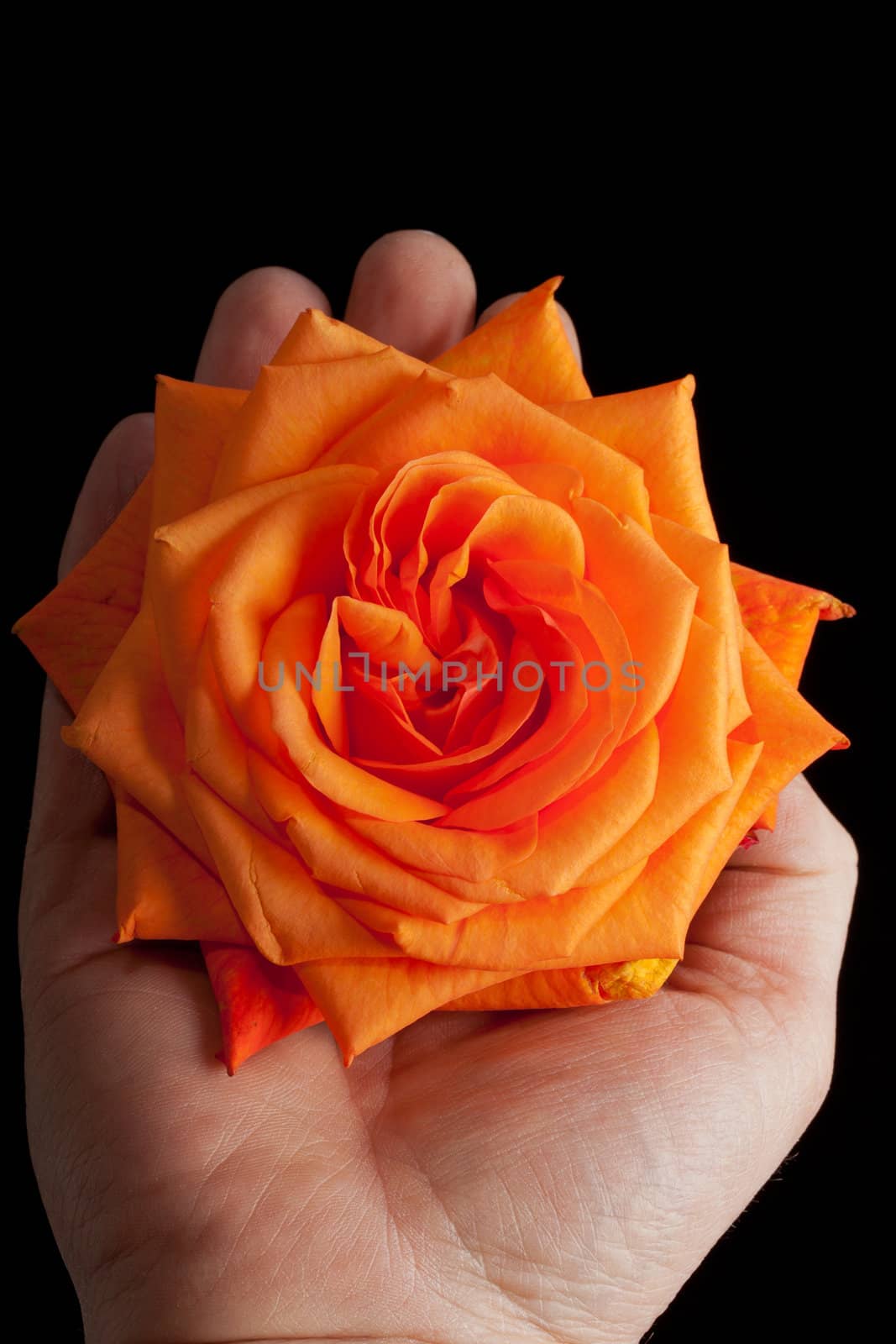 Close up image of single orange rose 