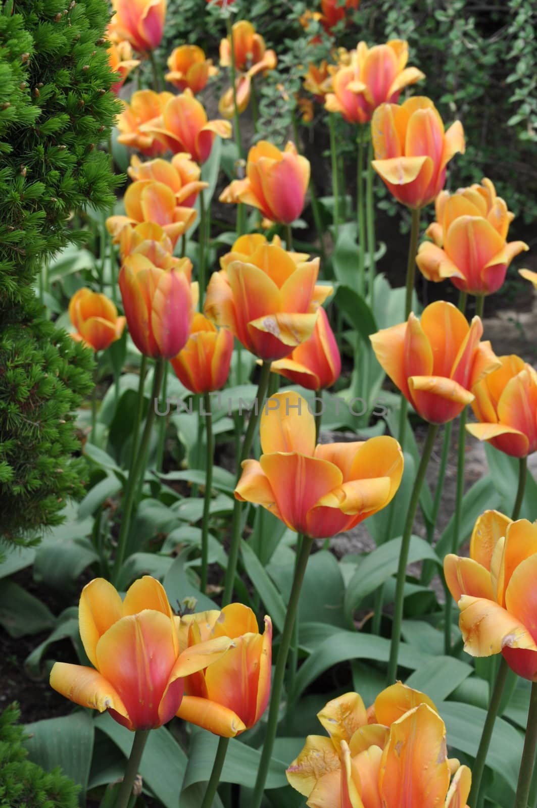 Tulip Flowers