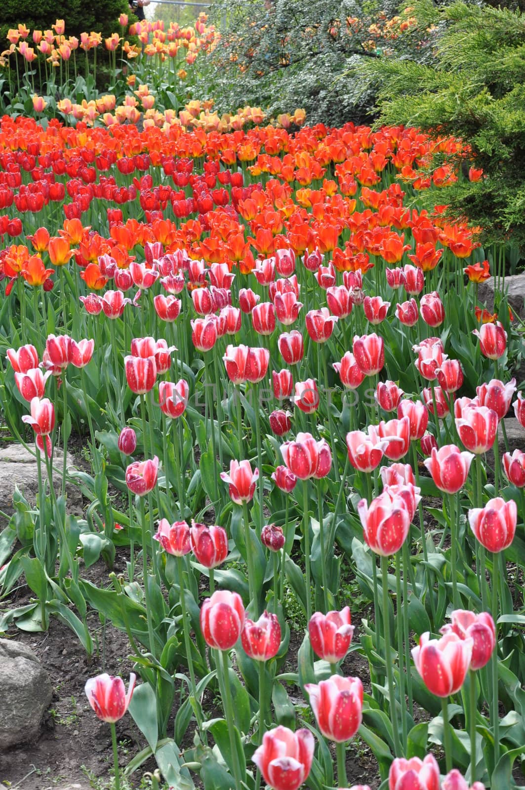 Tulip Flowers