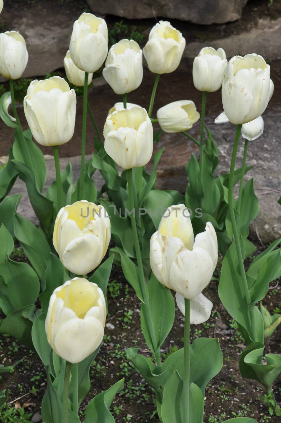 Tulip Flowers