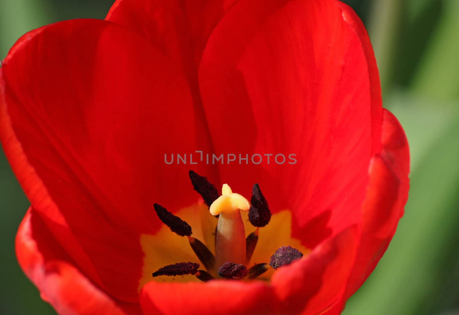 close up of red tulip