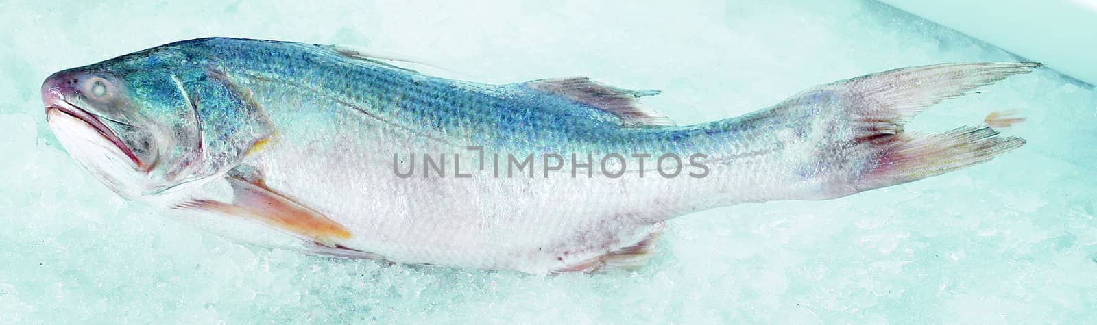 Image series of fishes. Kurau fish.