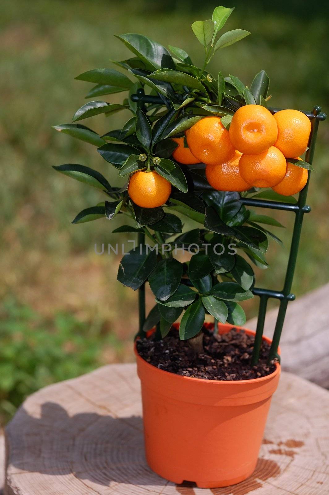 Small tangerines tree in orange flowerpot, daylight, summer