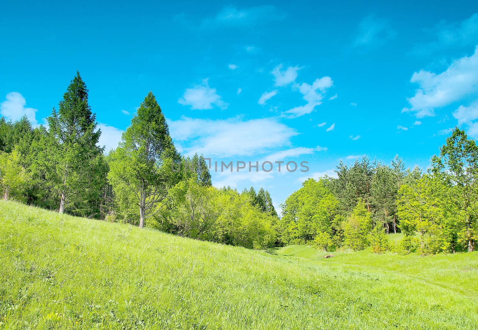 Summer landscape with forest
