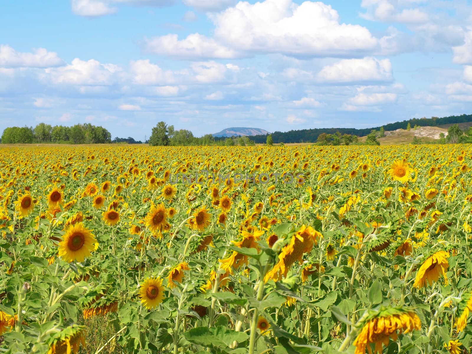 Sunflower's field with blue sky by sergpet