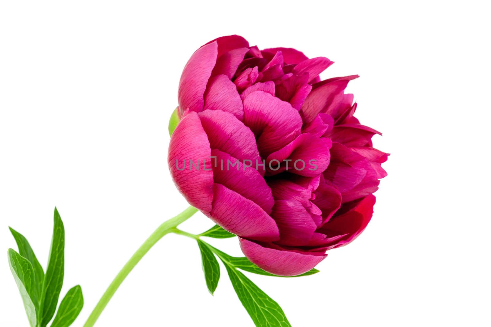 Peony flower by vtorous