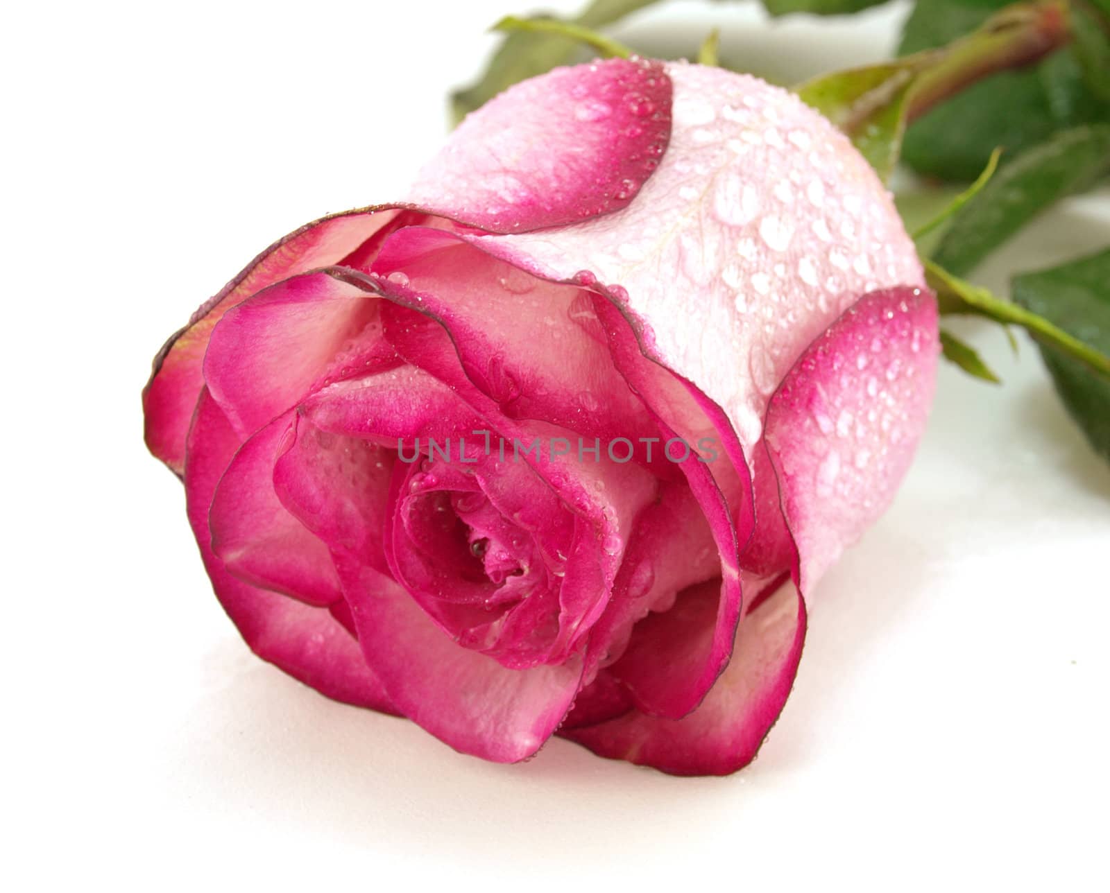 Pink rose with droplets of water