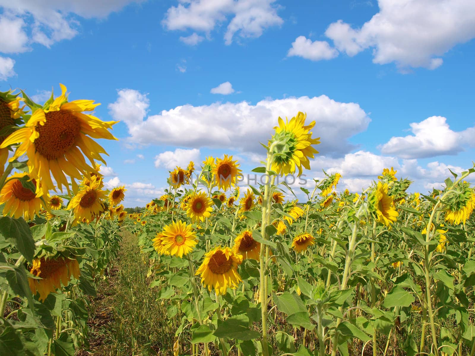 Sunflower's field with blue sky