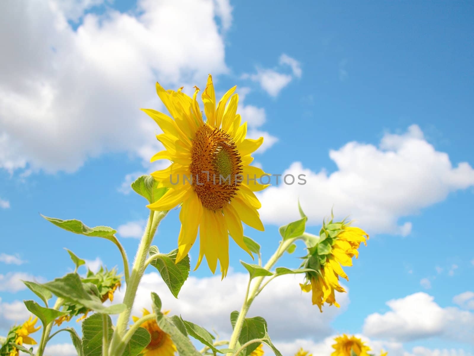 Sunflowers over blue sky with clouds. Shallow DOF.