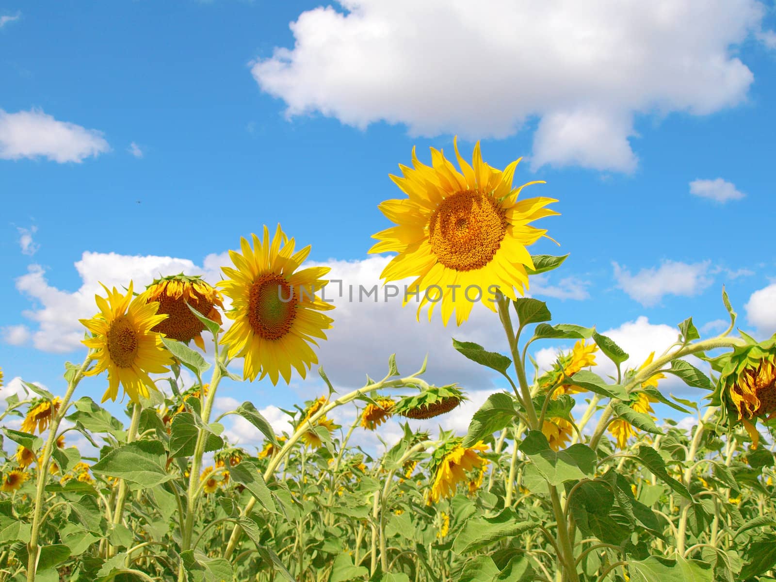 Sunflowers over blue sky with clouds by sergpet