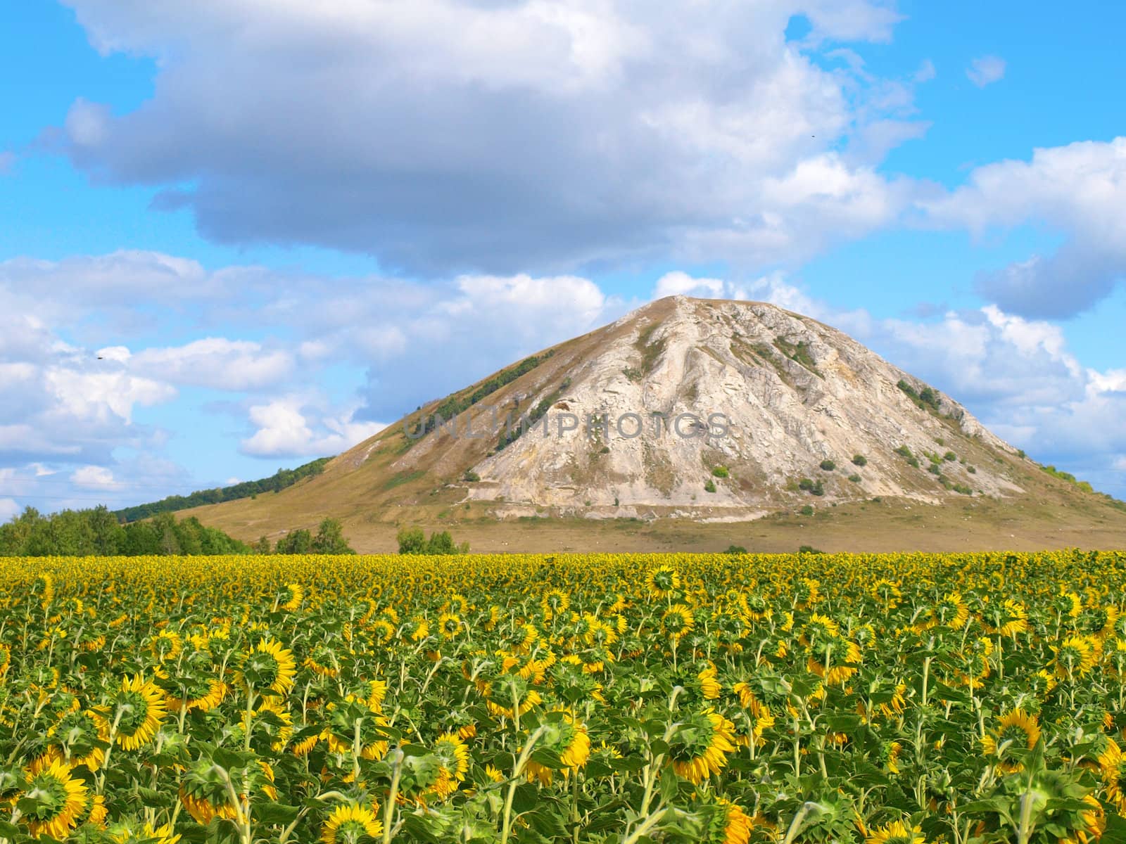 Sunflower's field with high mountain