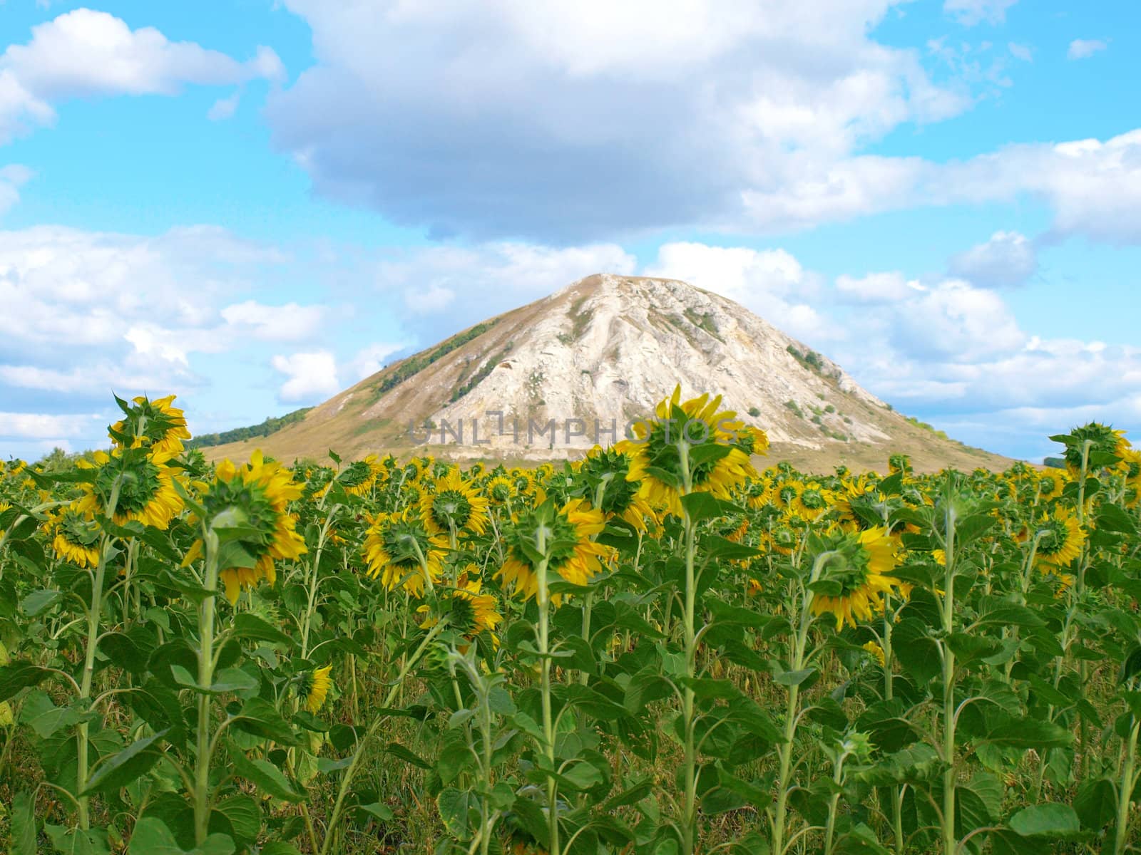 Sunflowers field under the hill