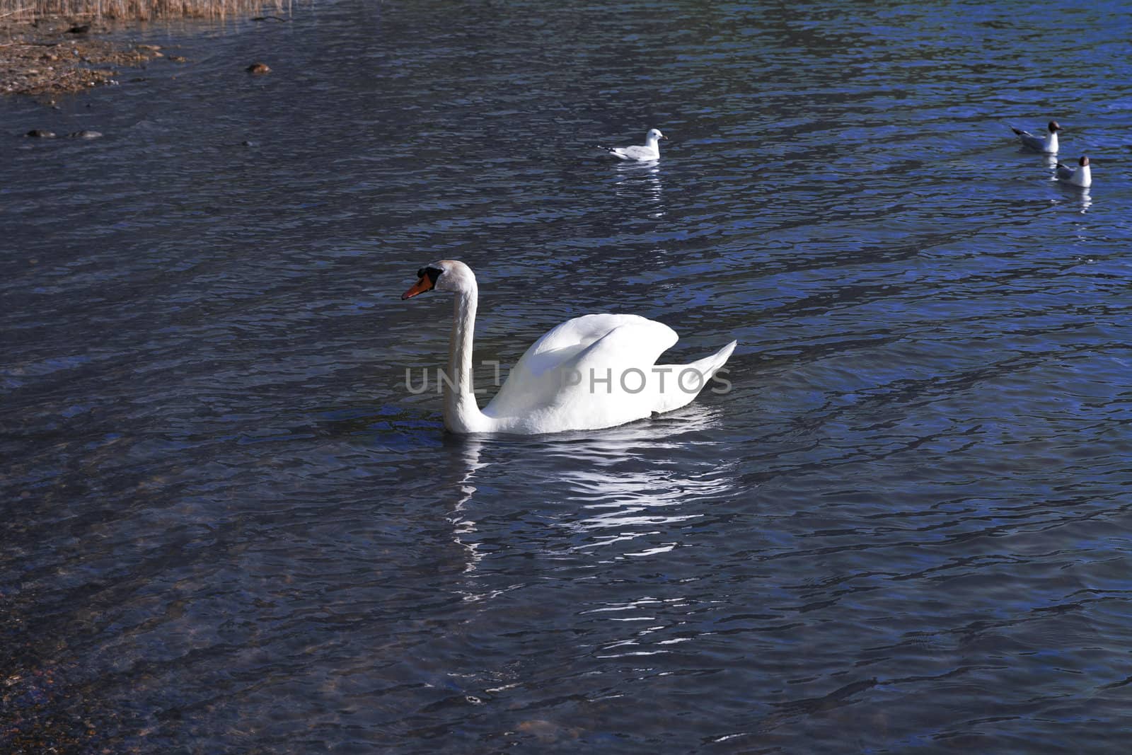 White swan on blue water scene