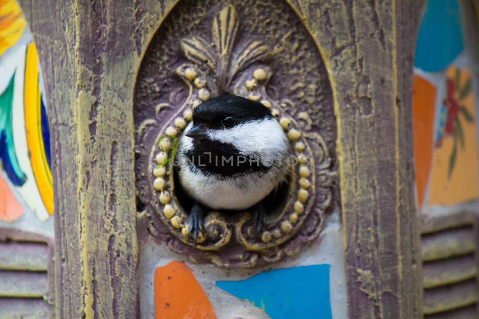 Black-capped chickadee in the birdhouse