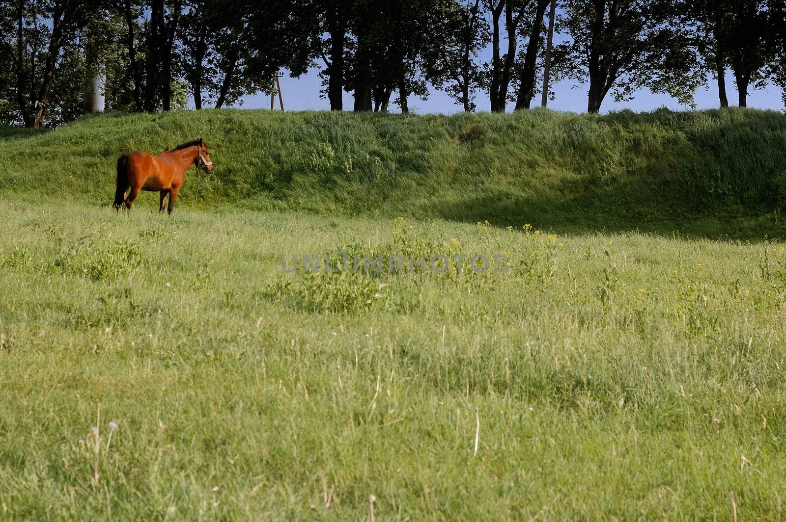 a horse is grazing on a green meadow, a summer day