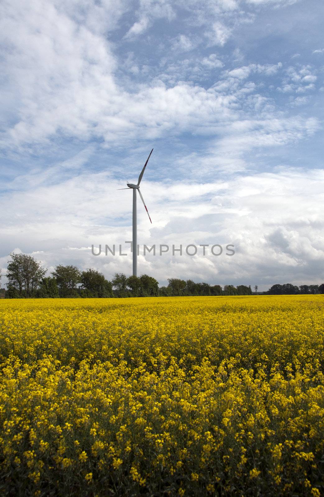 windmill in landscape with rapeseed by compuinfoto