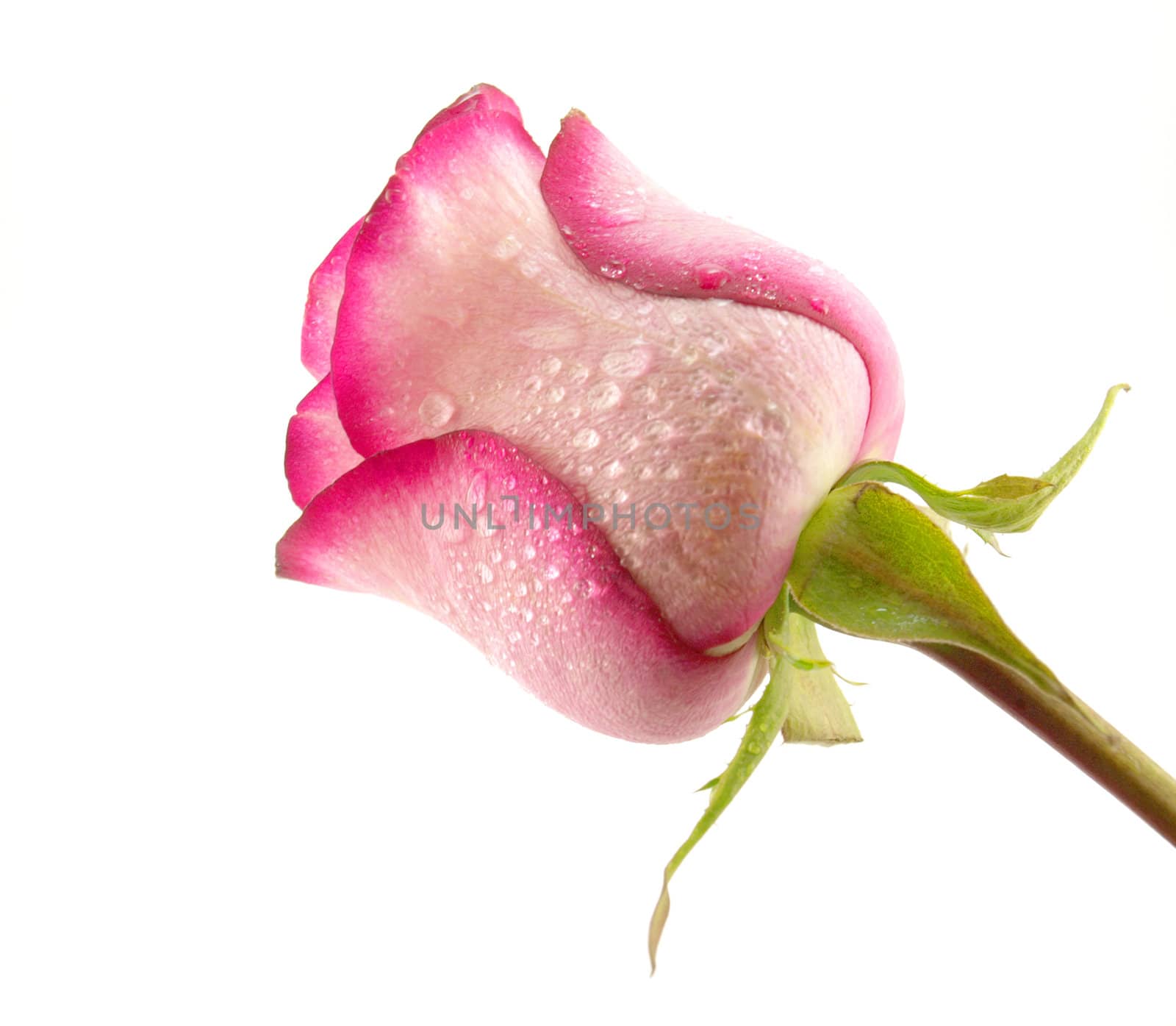 Pink rose with droplets of water by sergpet