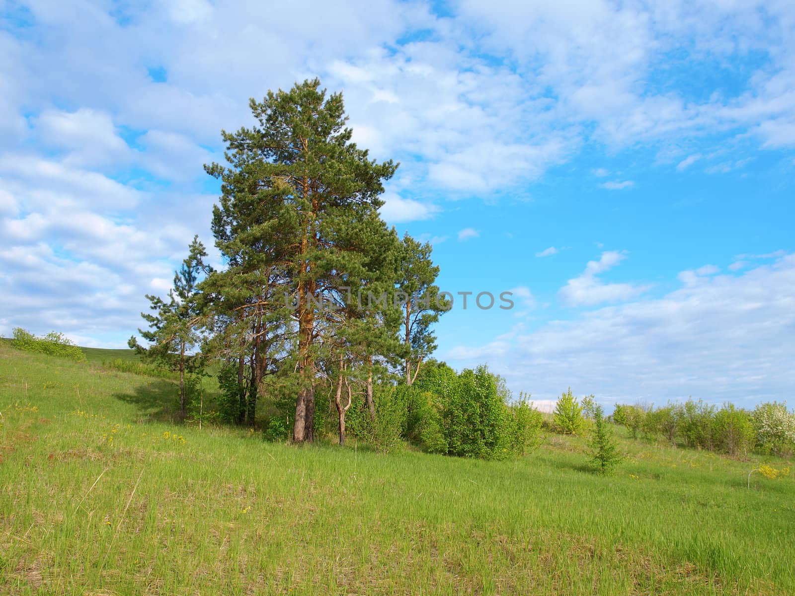 Beautiful summer landscape with pine