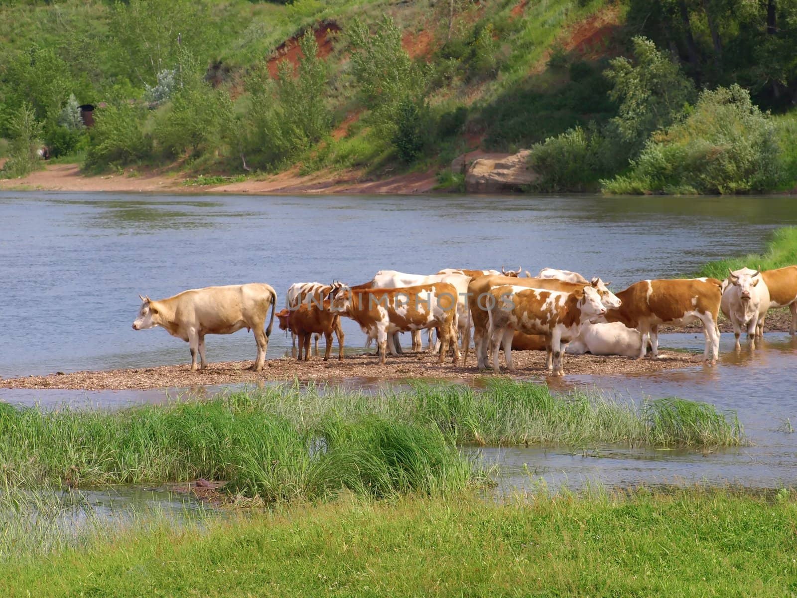 Cows on the river. Summer nature.
