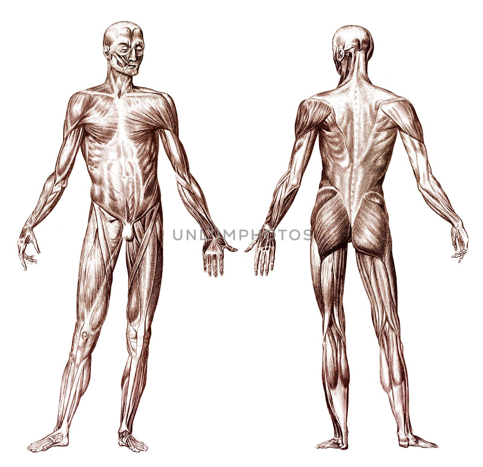 Old engraving of human anatomy muscular system
