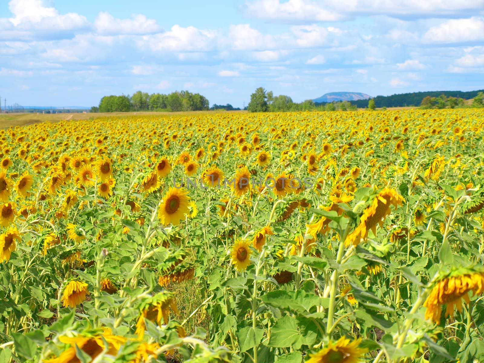 Sunflower's field with blue sky