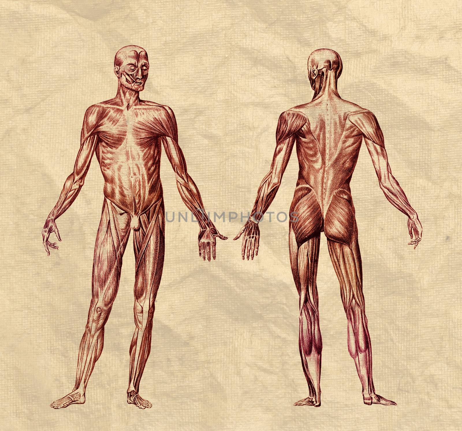 Human muscular system engraving printed on old paper