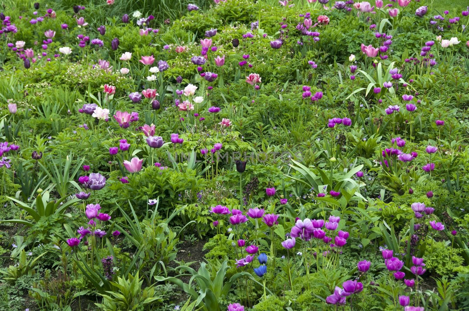 field with wild flowers on the floriade show in Holland