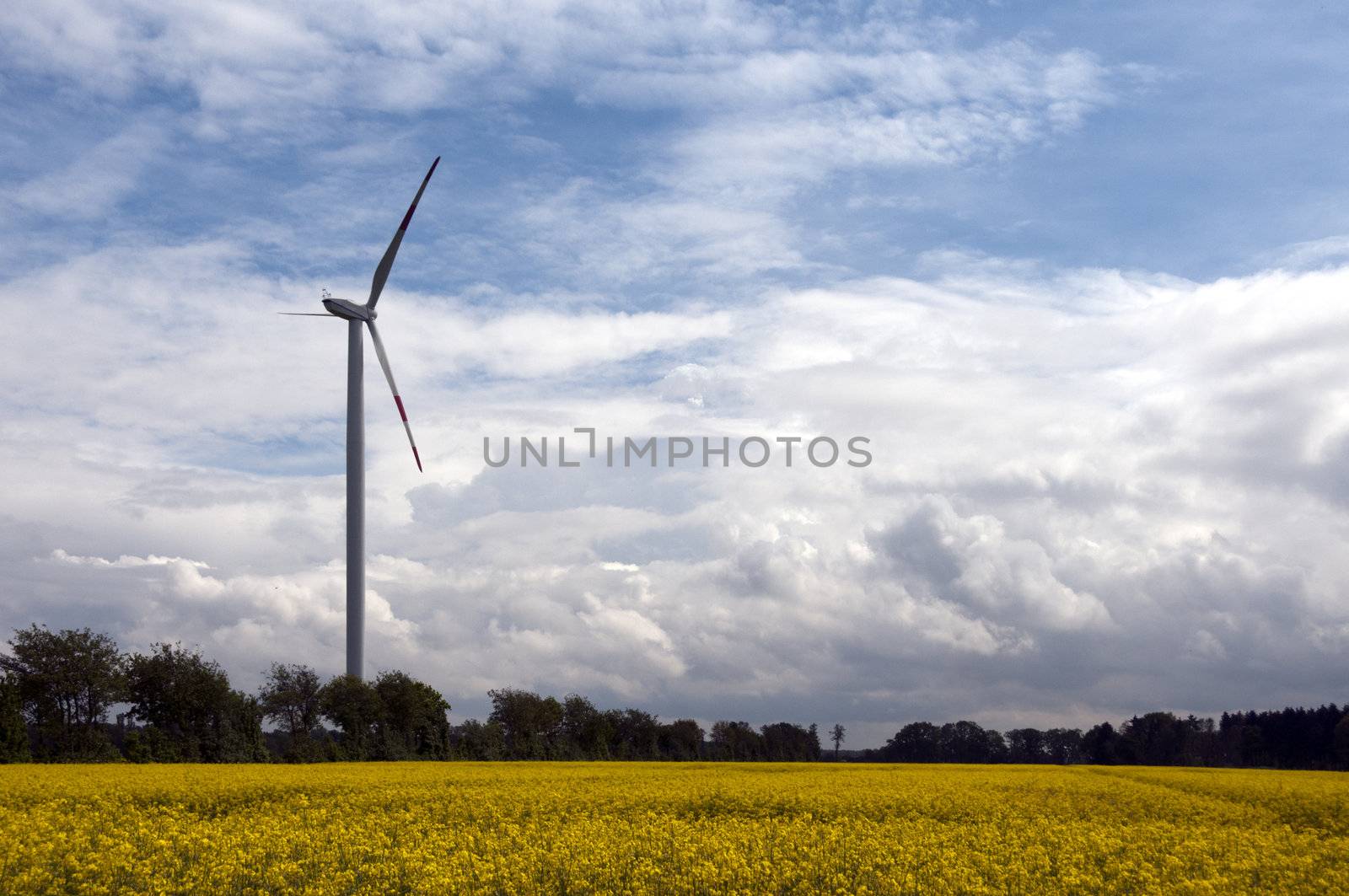 windmill in landscape with yellow rapeseed