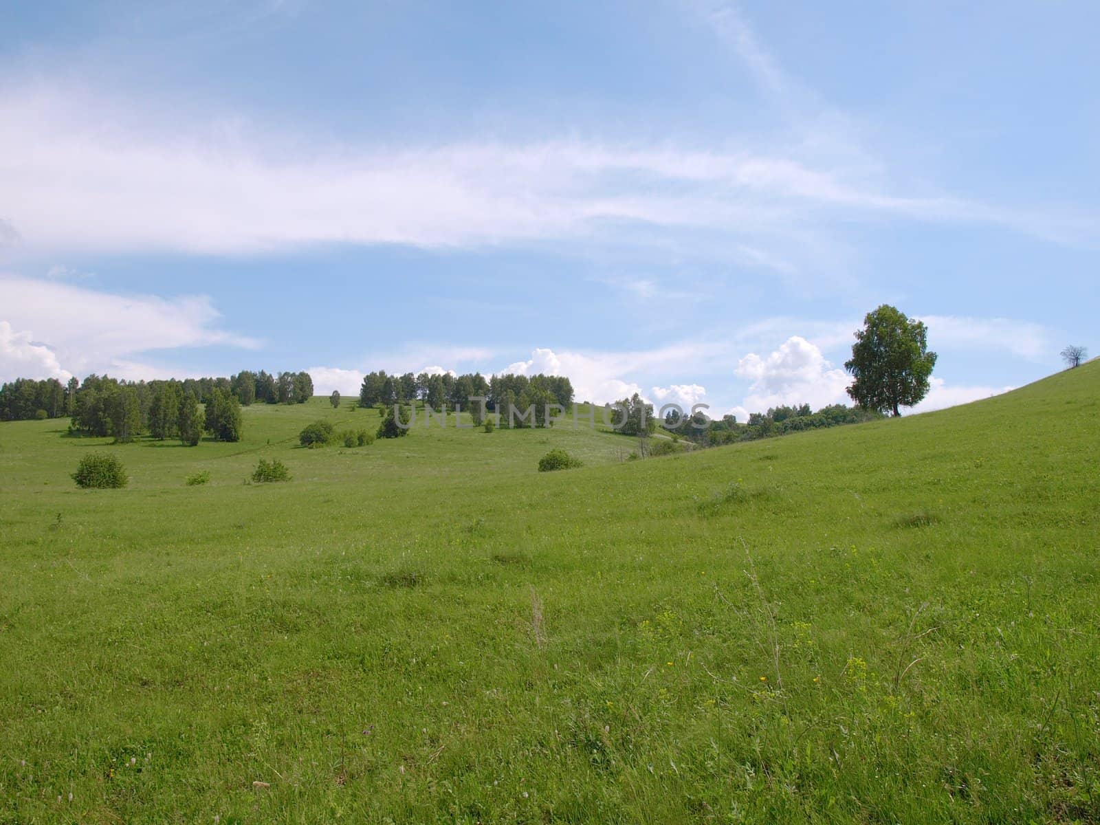 Summer landscape with forest