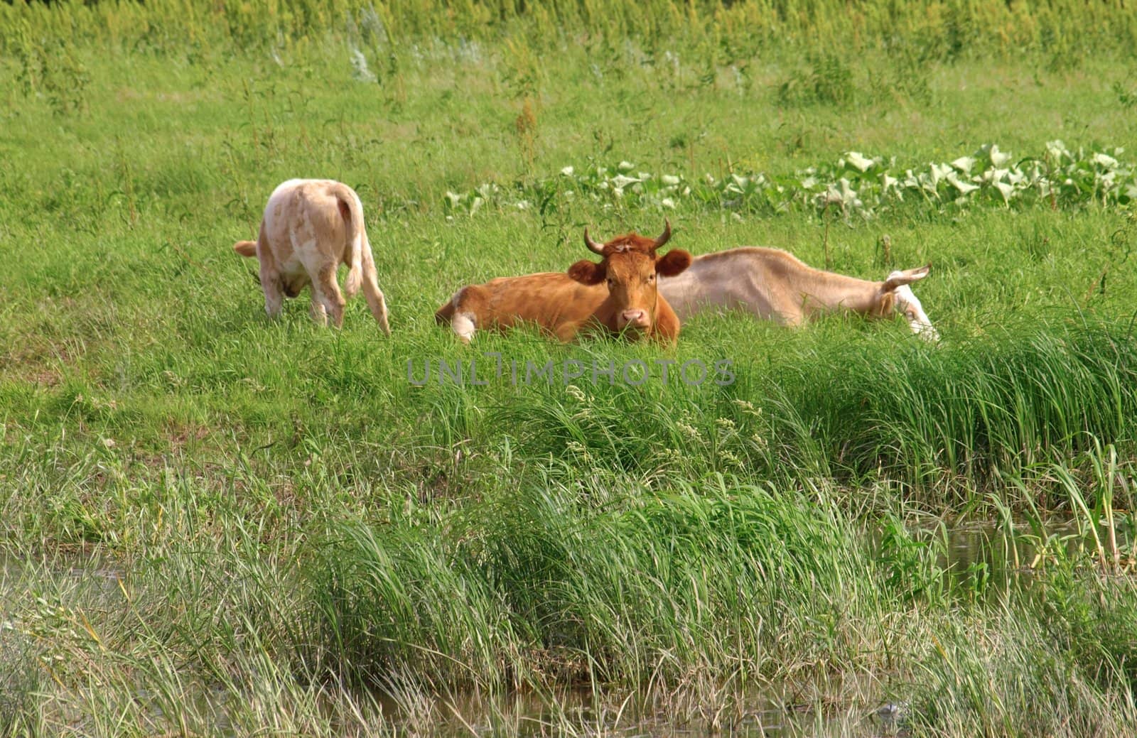 Cows on the pasture