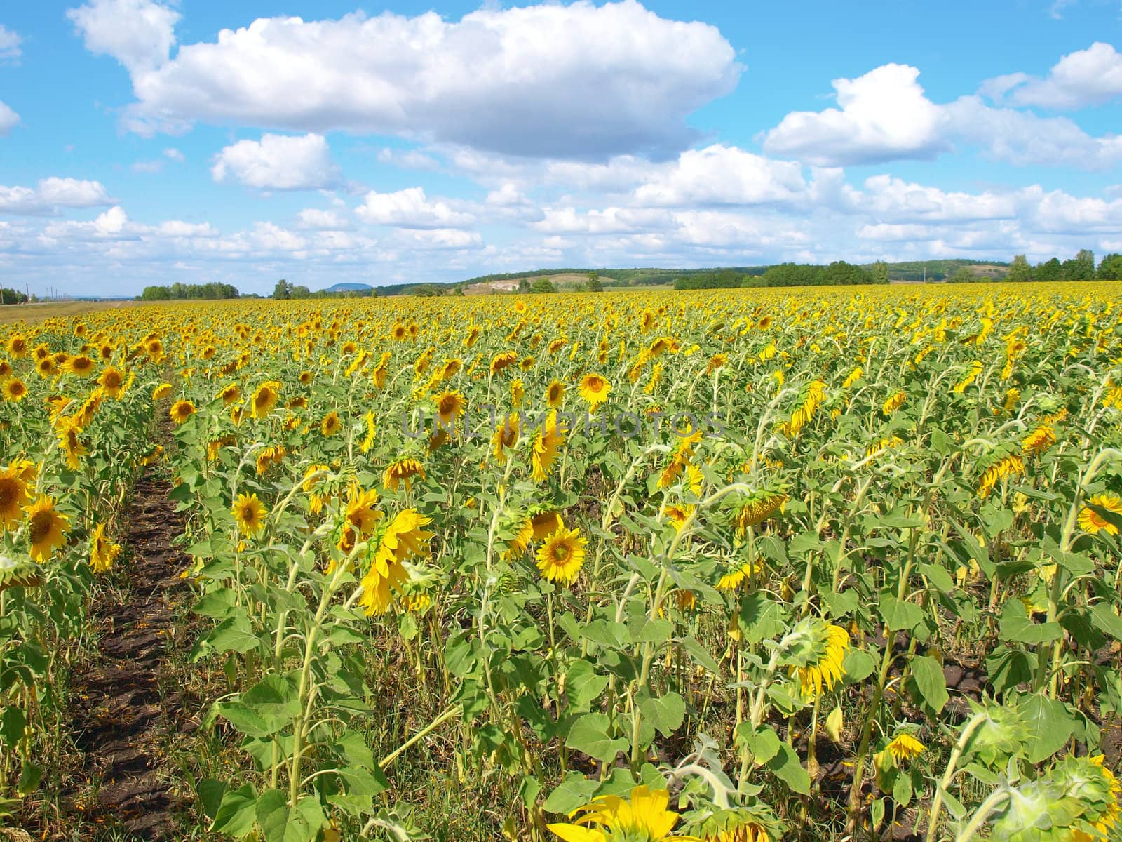 Beautiful summer landscape with sunflower's field
