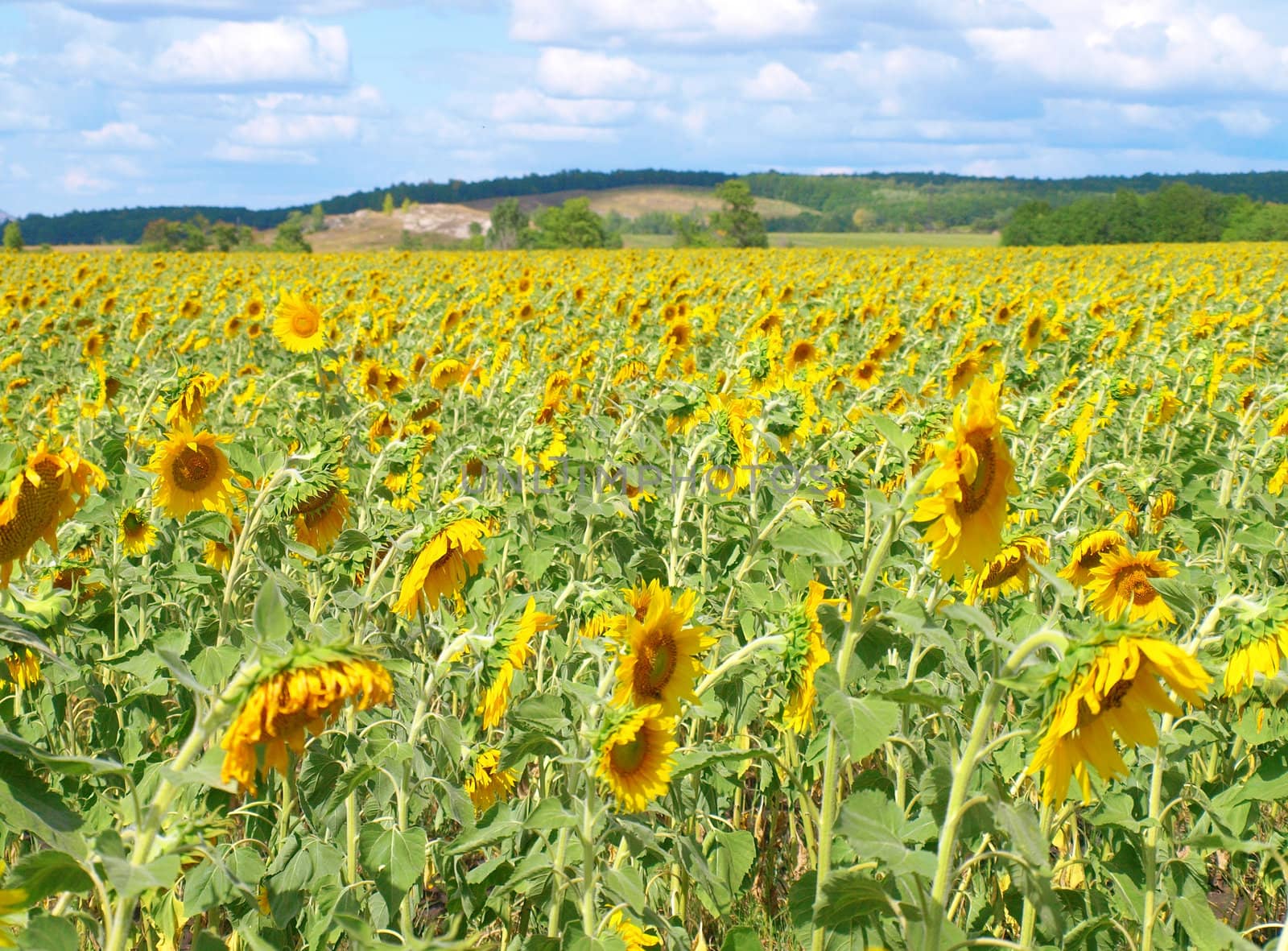 Sunflower's field with blue sky