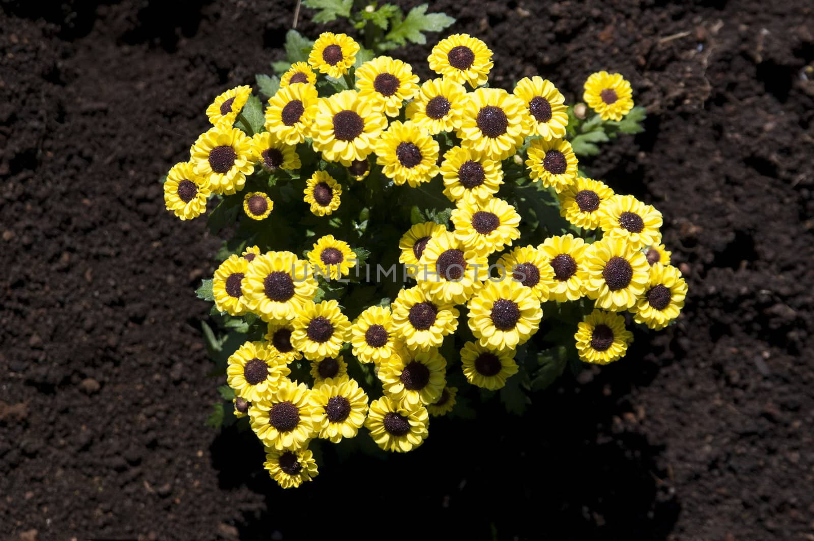 Yellow flowers on black ground standing and bloom