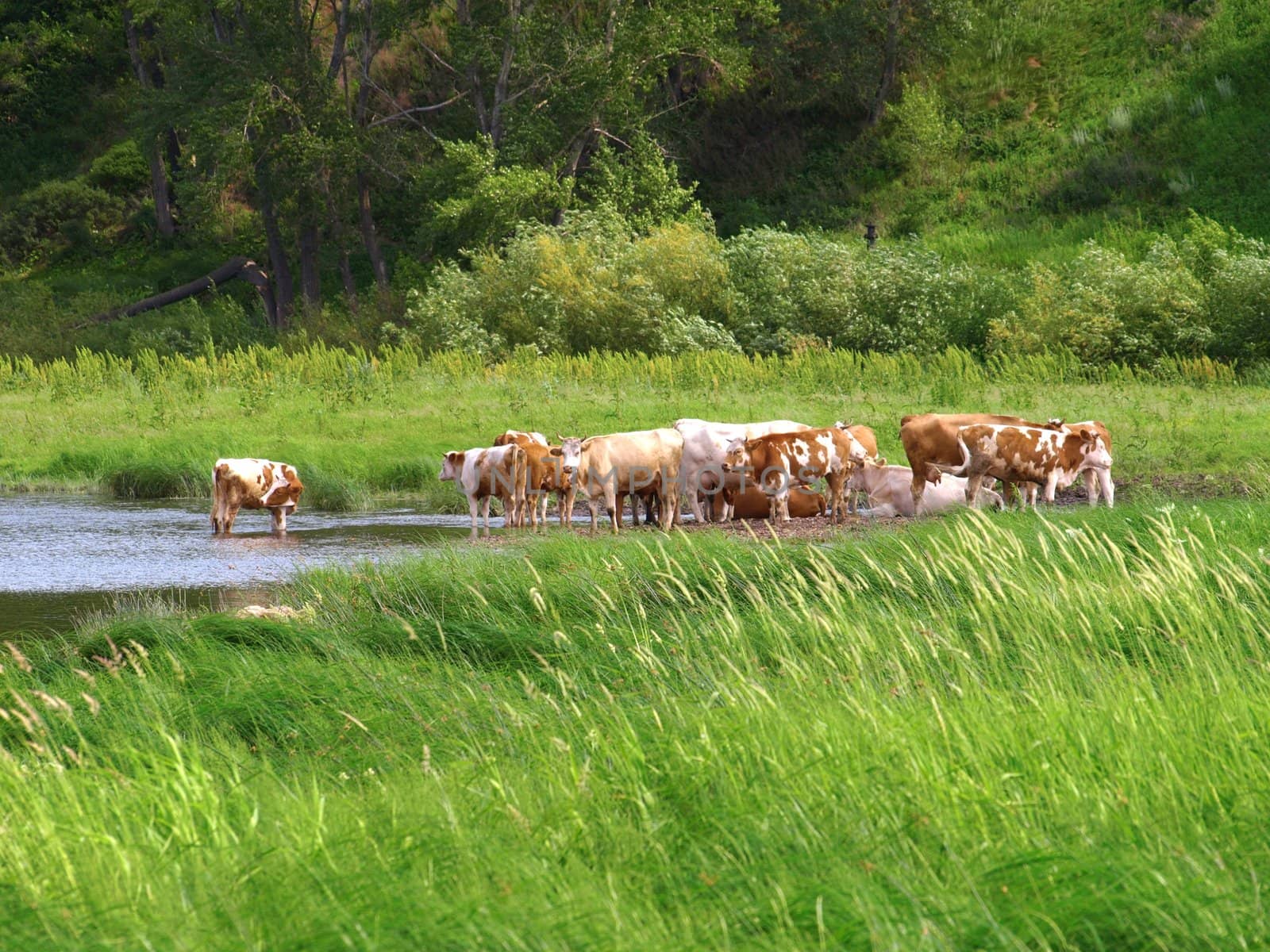 Summer nature with cows on the river.