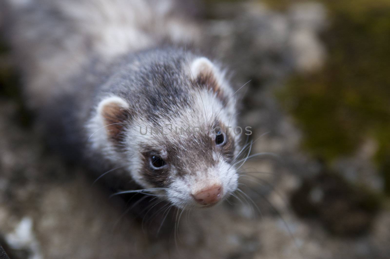 Ferret looking on camera with very grim face