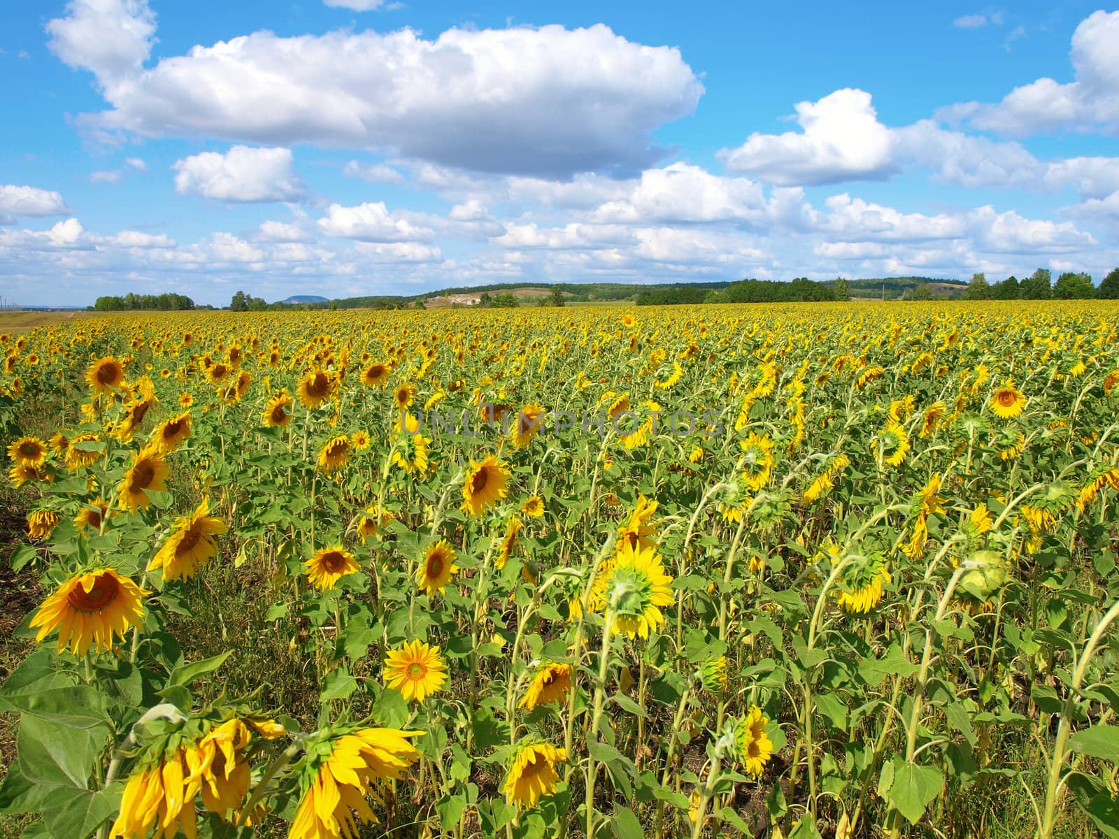 Sunflower's field. Summer landscape. by sergpet