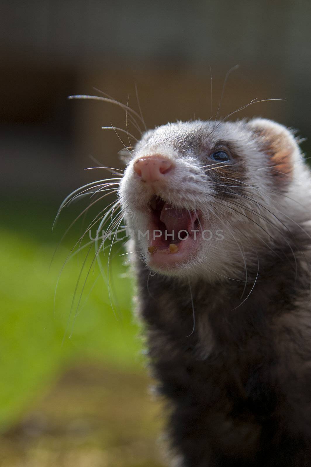 Happy ferret posing on camera on field by vetdoctor