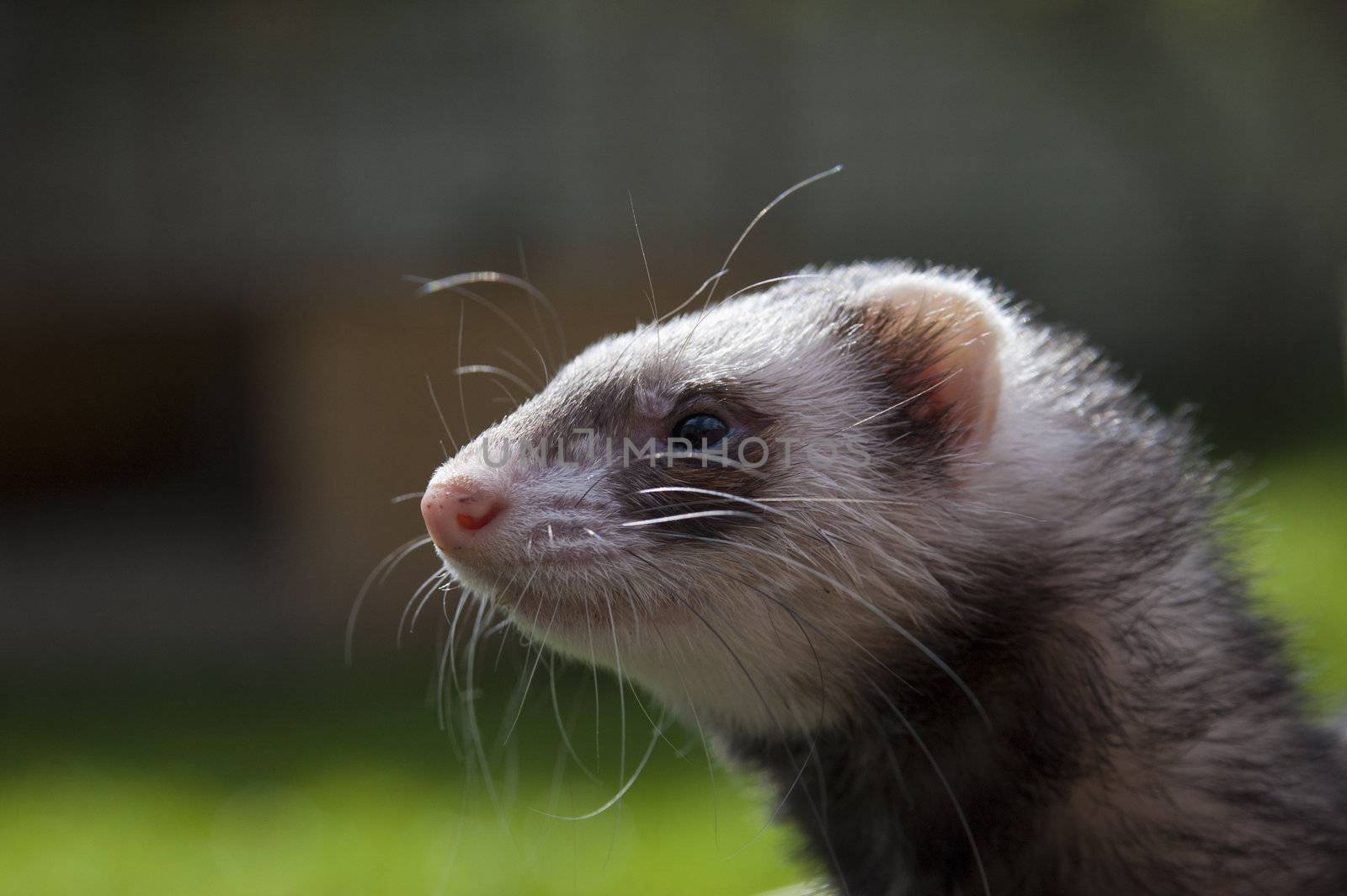 Satisfied ferret posing on camera on green by vetdoctor