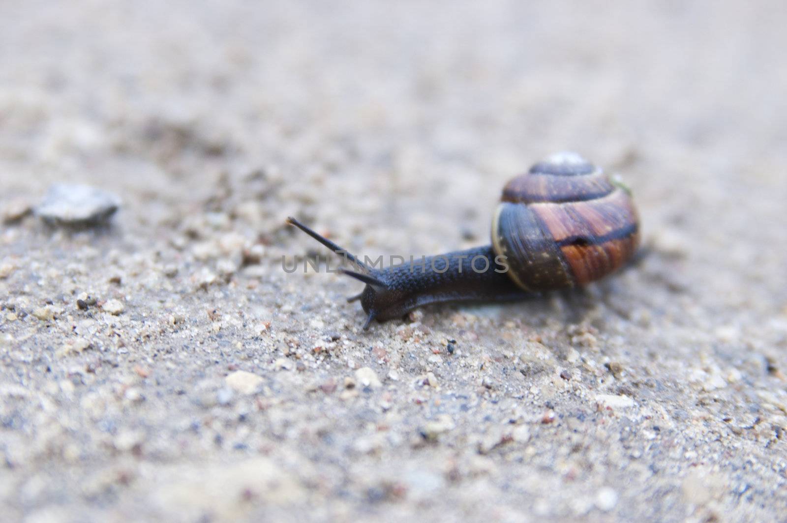 Snail crawls on ground searching somethink to eat