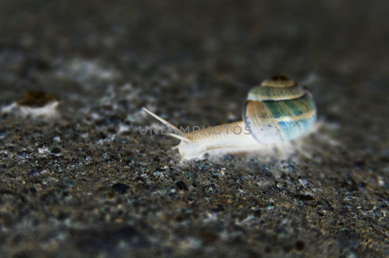 Shaded snail crawls on ground searching to eat