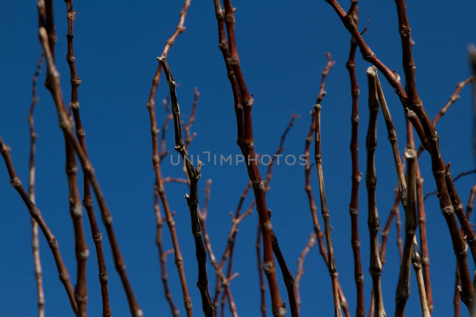 Twigs on blue. by richsouthwales