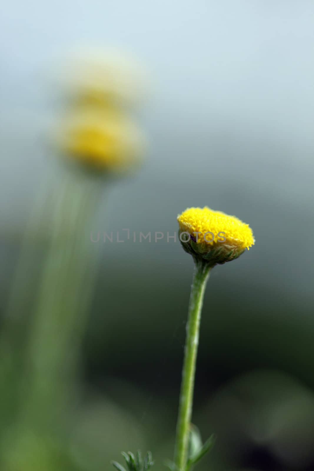 small flower of chamomile with green blurred background