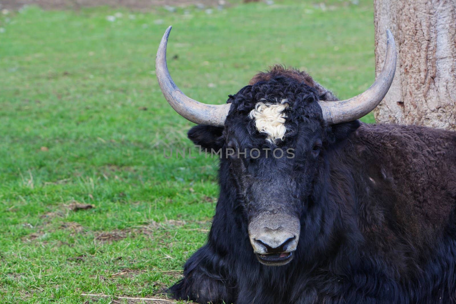 White spotted horned black yak resting in grass