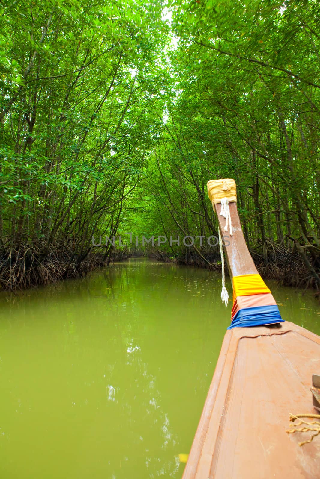 Mangrove forest in south of Thailand