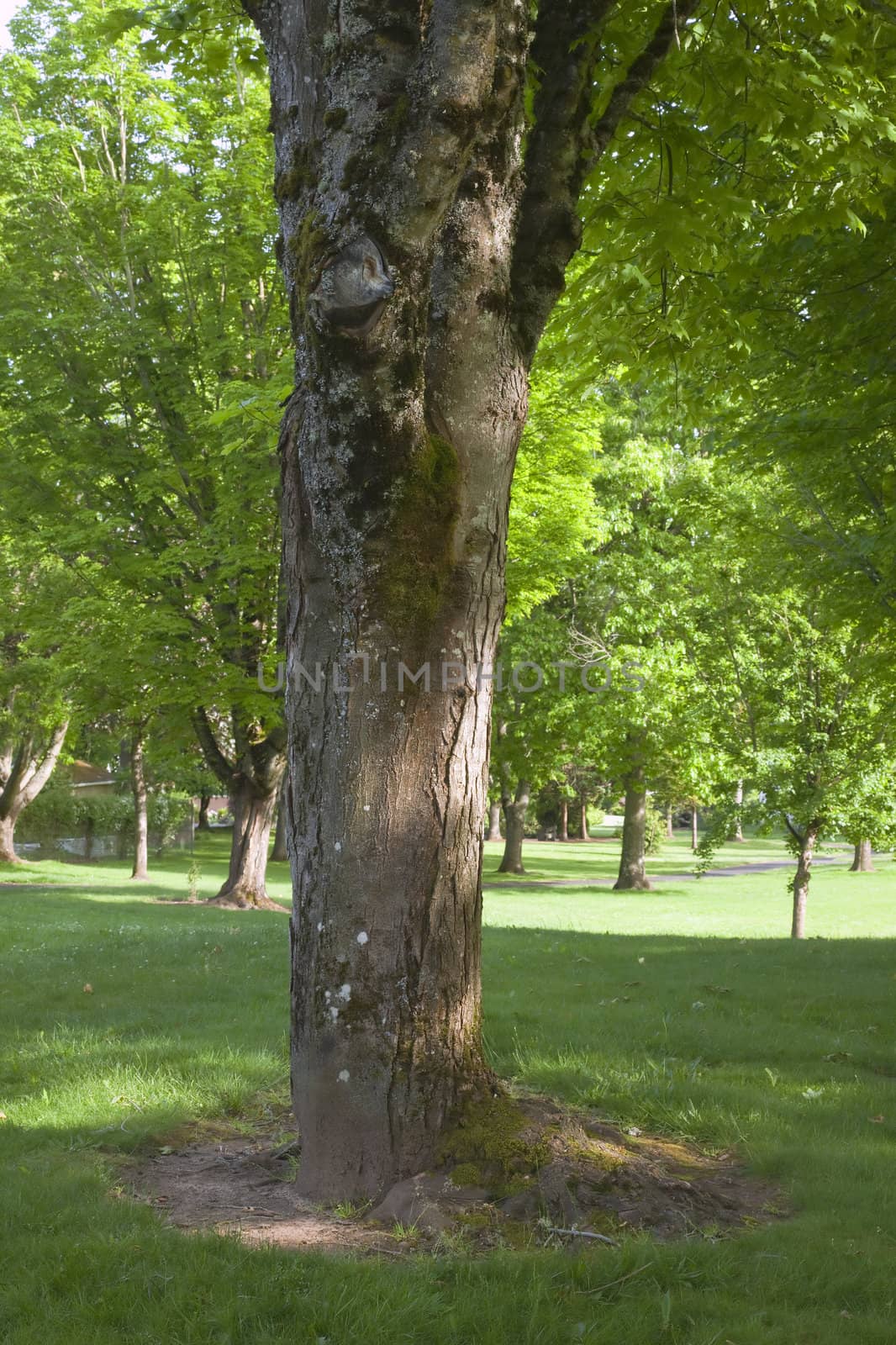 Tree trunk in a public park, Portland OR.