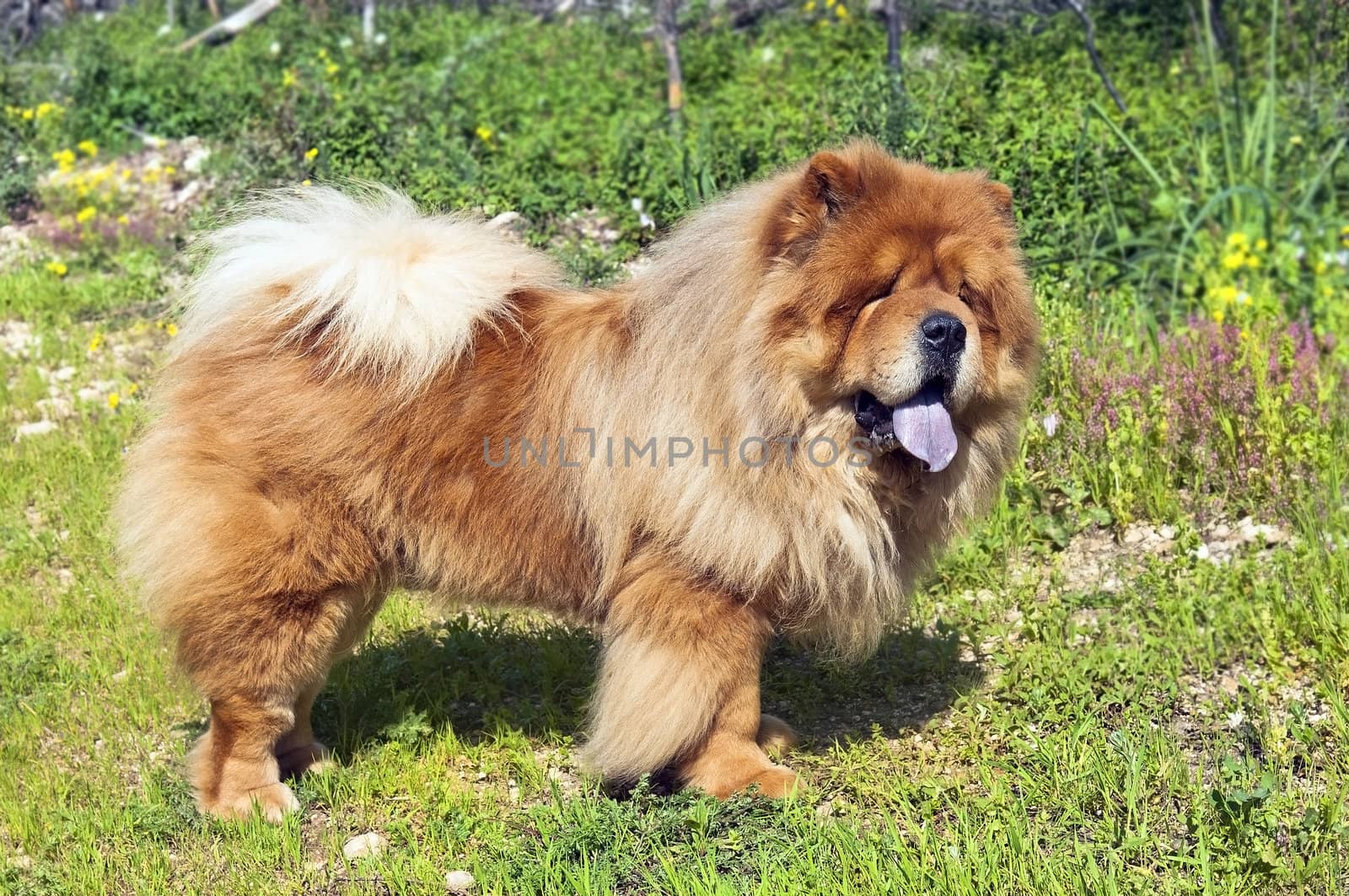 young chow chow dog on a glade in the forest